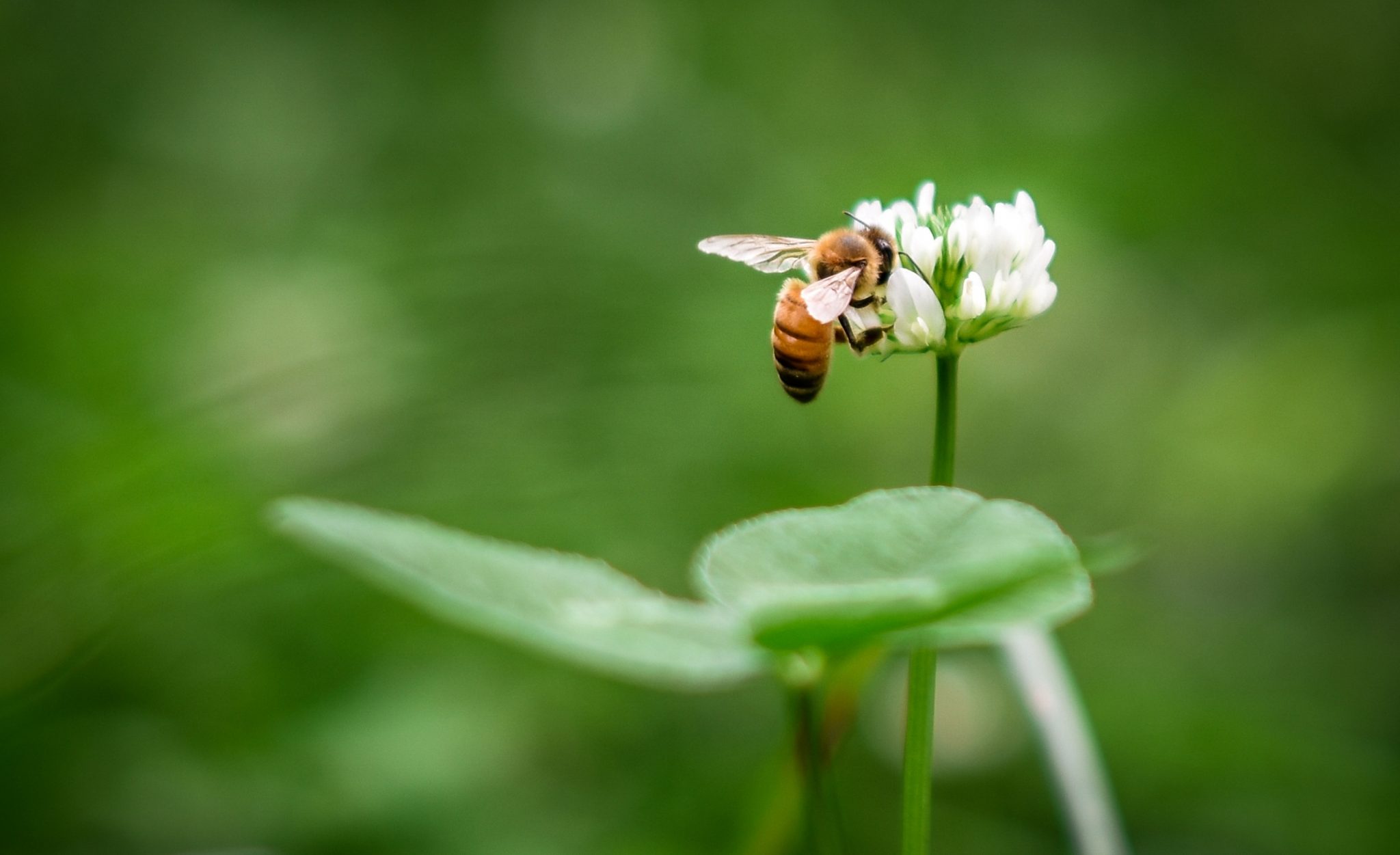 Bijen en bloem